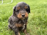 Dewey, a male Miniature Bernedoodle for sale in Athens, WI – 1 of 10
