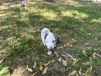Hudson, a male Miniature Dachshund for sale in Athens, WI – 8 of 10