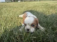 AKC Dolly, a female Cavalier King Charles Spaniel for sale in Athens, WI – 6 of 8