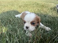AKC Dolly, a female Cavalier King Charles Spaniel for sale in Athens, WI – 2 of 8