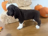 AKC Walker, a male Cocker Spaniel for sale in Athens, WI – 4 of 10