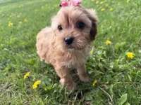 Elane, a female Cavapoo for sale in Athens, WI – 4 of 10