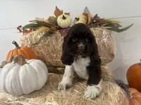 AKC Wanda , a female Cocker Spaniel for sale in Athens, WI – 7 of 10
