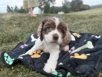 AKC Matt, a male Cocker Spaniel for sale in Athens, WI – 10 of 10