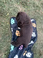 AKC Maverick , a male Cocker Spaniel for sale in Athens, WI – 8 of 9