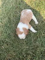 AKC Dorn, a male Cavalier King Charles Spaniel for sale in Athens, WI – 5 of 7