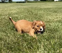 AKC Dixie, a female Cavalier King Charles Spaniel for sale in Athens, WI – 6 of 10
