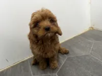 Rod, a male Cavapoo for sale in Athens, WI – 10 of 10
