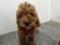Rob, a female Cavapoo for sale in Athens, WI – 3 of 10