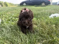Elle, a female Poodle - Toy  for sale in Athens, WI – 7 of 10