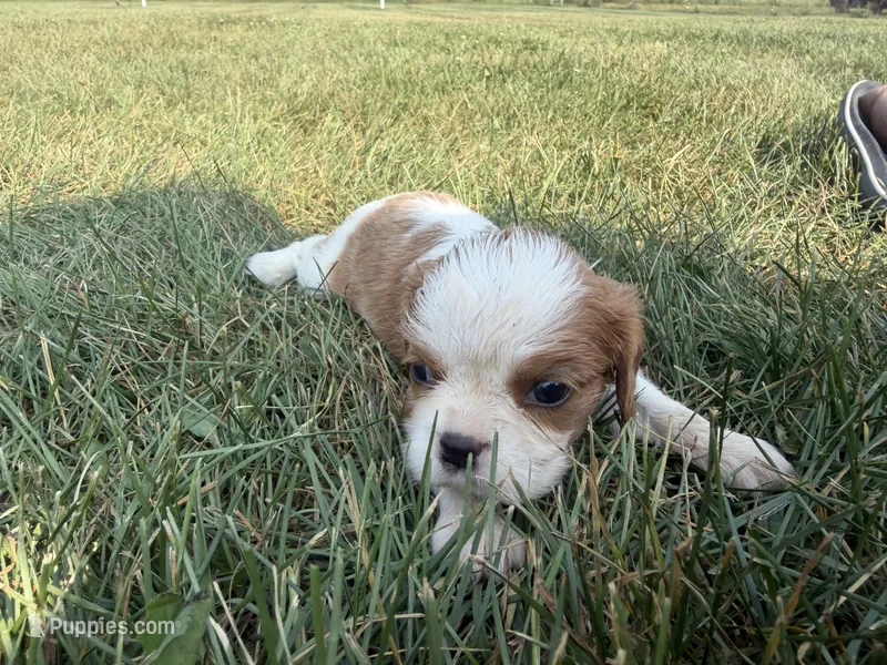 AKC Dolly – Cavalier King Charles Spaniel puppy for sale in Athens, WI