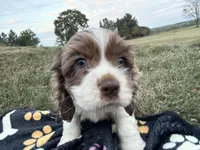 AKC Matt, a male Cocker Spaniel for sale in Athens, WI – 5 of 10