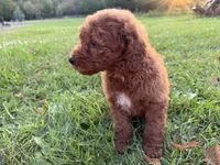 Champion, a male Miniature Goldendoodle for sale in Athens, WI – 6 of 10