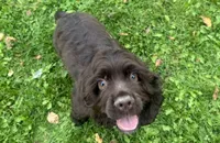AKC Maverick , a male Cocker Spaniel for sale in Athens, WI – 2 of 10