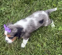 Lizzy, a female Cavalier King Charles Spaniel for sale in Athens, WI – 5 of 10