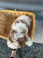 David , a male Poodle - Miniature  for sale in Athens, WI – Photo 6 of 8
