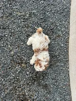 David , a male Poodle - Miniature  for sale in Athens, WI – Photo 8 of 8