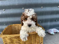 David , a male Poodle - Miniature  for sale in Athens, WI – Photo 3 of 8