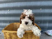 David , a male Poodle - Miniature  for sale in Athens, WI – Photo 4 of 8