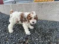 David , a male Poodle - Miniature  for sale in Athens, WI – Photo 7 of 8