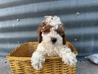 David , a male Poodle - Miniature  for sale in Athens, WI – Photo 1 of 8