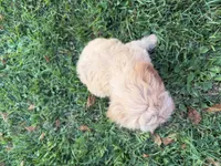 Cloudy , a female Miniature Goldendoodle for sale in Athens, WI – 5 of 10