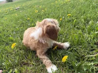 Eddie, a male Cavapoo for sale in Athens, WI – 10 of 10