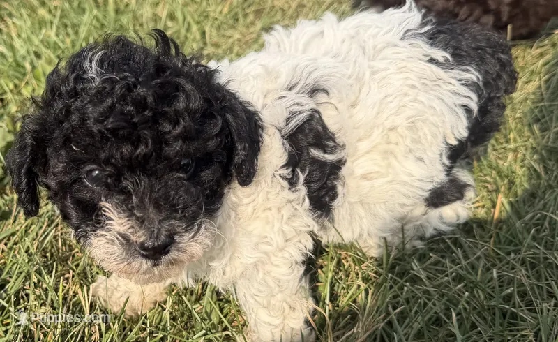 Ernie – Poodle - Toy  puppy for sale in Athens, WI