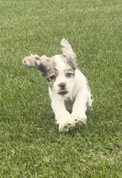 AKC Winnie, a female Cocker Spaniel for sale in Athens, WI – 2 of 10