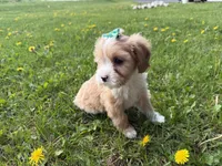 Ember , a female Cavapoo for sale in Athens, WI – 9 of 10