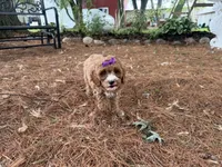 Sunnie, a female Cavapoo for sale in Athens, WI – 10 of 10