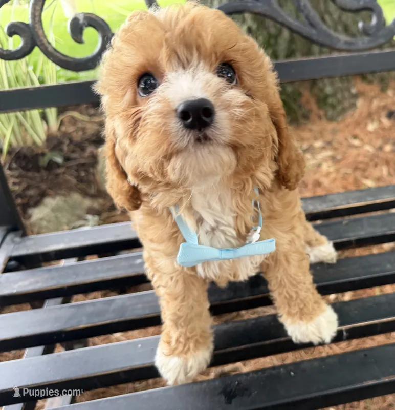 Sully – Cavapoo puppy for sale in Athens, WI