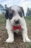 Timmy, a male Yorkshire Terrier for sale in Athens, WI – 10 of 10