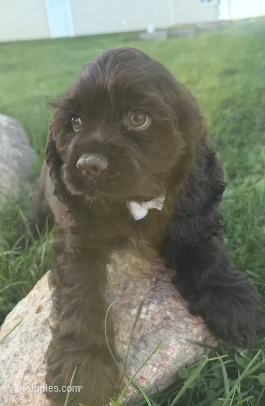 AKC Maverick  – Cocker Spaniel puppy for sale in Athens, WI