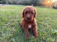 Champion, a male Miniature Goldendoodle for sale in Athens, WI – 3 of 10