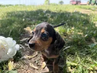 Harper, a female Miniature Dachshund for sale in Athens, WI – 5 of 10