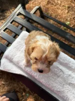 Eddie, a male Cavapoo for sale in Athens, WI – 7 of 10