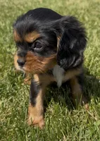 AKC Dora, a female Cavalier King Charles Spaniel for sale in Athens, WI – 7 of 10