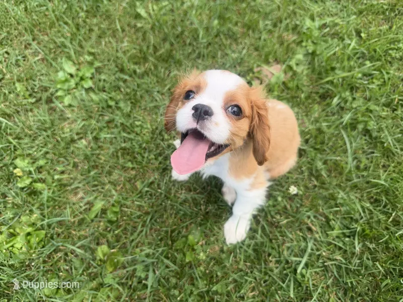 AKC Donovan – Cavalier King Charles Spaniel puppy for sale in Athens, WI