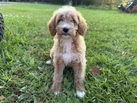 Carly, a female Miniature Goldendoodle for sale in Athens, WI – 3 of 10