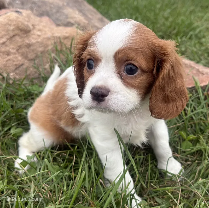 Logan – Cavalier King Charles Spaniel puppy for sale in Athens, WI