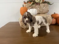 AKC Willow, a female Cocker Spaniel for sale in Athens, WI – 10 of 10