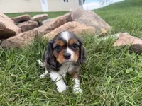 Lucas, a male Cavalier King Charles Spaniel for sale in Athens, WI – 9 of 10