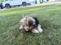 Buzz, a male Morkie for sale in Athens, WI – 2 of 10