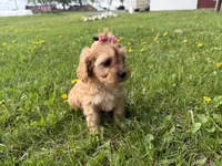 Elane, a female Cavapoo for sale in Athens, WI – 8 of 10