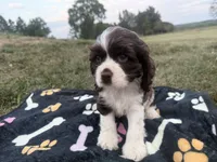 AKC Martin, a male Cocker Spaniel for sale in Athens, WI – 6 of 9