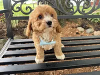 Sully, a male Cavapoo for sale in Athens, WI – 4 of 10