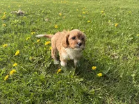 Elvis , a male Cavapoo for sale in Athens, WI – 10 of 10