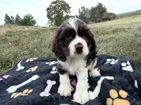 AKC Martin, a male Cocker Spaniel for sale in Athens, WI – 4 of 9