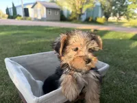 Woody, a male Morkie for sale in Athens, WI – 10 of 10